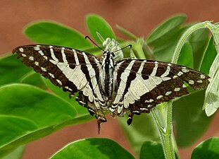 Dorsal view