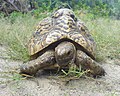 Young, 20-year old Tanzanian Leopard Tortoise feeding on grass