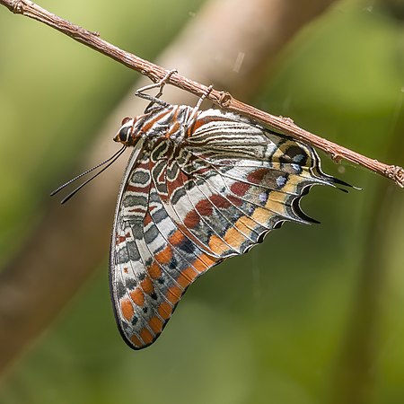 希腊锡索尼亚（英语：Sithonia）的双尾巴夏（英语：Two-tailed pasha）（Charaxes jasius jasius）。这种蝴蝶是你在欧洲能找到的唯一的螯蛱蝶属（英语：charaxes）品种。5月1日是希腊的公众假期，本月将出现双尾帕夏。