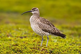 Whimbrel Numenius phaeopus