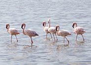 A group of flamingo in a small lake inside Serengeti plain. This photo has been taken by Prof. Chen Hualin.