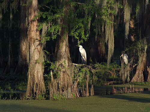 Egrets in the Atchafalaya Basin