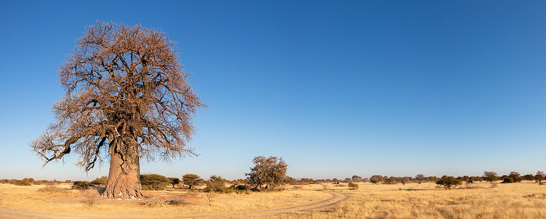 博茨瓦纳马卡迪卡迪盐沼国家公园内一处典型景色中的猴面包树（Adansonia digitata）。