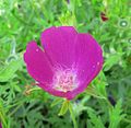 Callirhoe involucrata