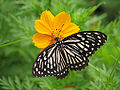 Form dissimilis Upperside