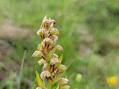 Dactylorhiza viridis