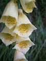 Digitalis grandiflora close-up