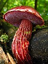 Frost's bolete