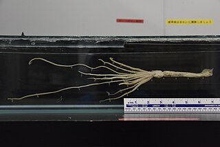 #552 (19/4/2013) Juvenile giant squid caught off Uchinoura, Kagoshima Prefecture, Japan, on 19 April 2013. Preserved in ethanol at Kagoshima City Aquarium "Io World" (see also closeup).