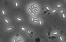 English: Spores of the microsporidium Hamiltosporidium tvaerminnensis as seen with phase-contrast microscopy. The spores are about 4-6 μm long. The host is Daphnia magna.