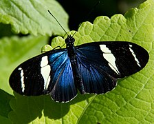 釉蛱蝶亚科的拴袖蝶 Heliconius sara