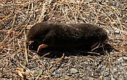Brown mole