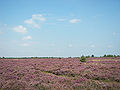 The nearby Lüneburg Heath is an anthropogenic heath.