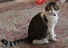 Larry the Cat, Chief Mouser to the Cabinet Office