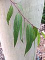 Juvenile leaves