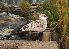 Juvenile Common Gull.