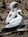 藍臉鰹鳥的成鳥與雛鳥，攝於西北夏威夷群島