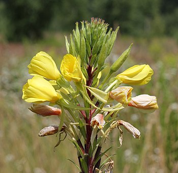 Oenothera biennis