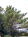A view of the upper portion of a mature Coulter Pine.