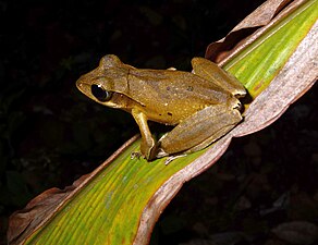 Lateral view