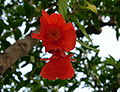 Pomegranate flowers.