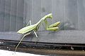 Praying Mantis on my window. Eeek, it's gonna get me!