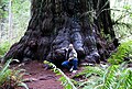Image 20Redwood tree in northern California redwood forest: According to the National Park Service, "96 percent of the original old-growth coast redwoods have been logged." (from Old-growth forest)
