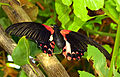 Papilio rumanzovia (Scarlet swallowtail)