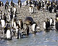 Southern Elephant Seal and King Penguins