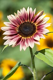 Helianthus 'Strawberry Blonde'