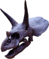 Triceratops skull, background cropped out.