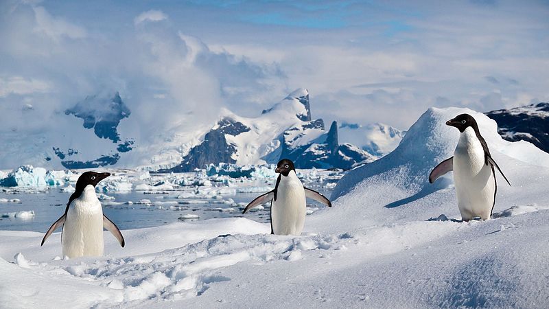 图为南设得兰群岛上的阿德利企鹅。