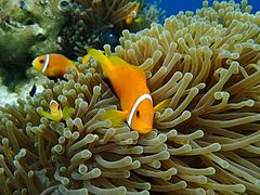 Amphiprion Nigripes with their anemone in Vilamendhoo Maldives