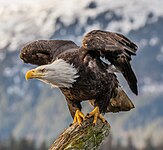 Bald eagle (Haliaeetus leucocephalus)