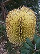 Inflorescence of B. epica