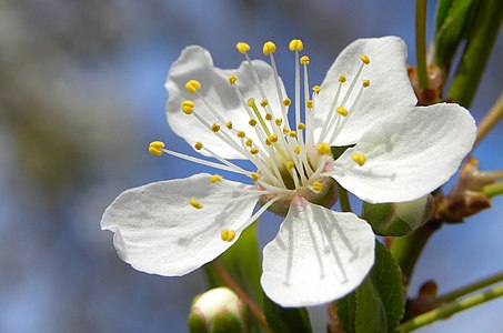 Mirabelle plum (Prunus cerasifera) blossom.