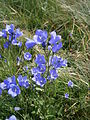 Campanula rhomboidalis