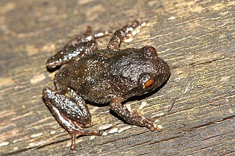 Dorsal view