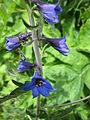 Delphinium elatum