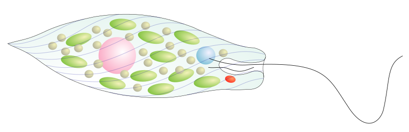 Drawing of a Euglena single cell flagellate (fresh and saltwater)