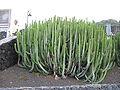 Euphorbia canariensis