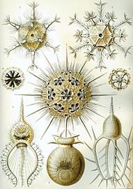 Radiolarian protists drawn by Haeckel 1904