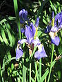 Iris sibirica