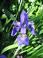 Iris sibirica