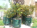 科孚岛金橘利口酒酿酒厂的盆栽金橘树。