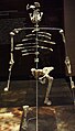 Skeleton of "Lucy" as displayed in Mexico