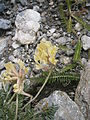 Oxytropis campestris