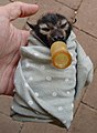 Spectacled flying fox baby