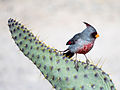 Male in Columbus, New Mexico