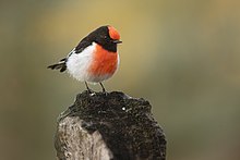 A small bird with black head and upperparts and a red cap and breast perched on a stick against a sky background